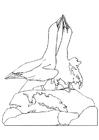 Dibujos para colorear Albatros bailando