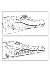 Dibujos para colorear Aligator - cocodrilo