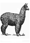Dibujos para colorear Alpaca