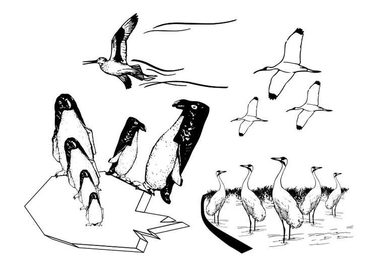 Dibujo para colorear aves marinas