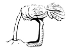 avestruz con la cabeza en la arena