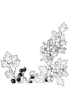 Dibujos para colorear Bayas y flores
