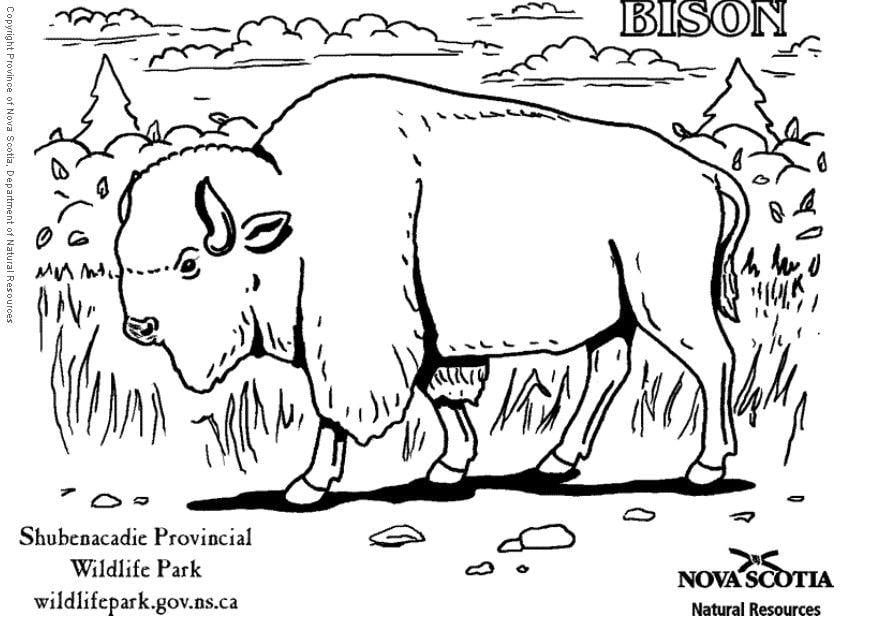 dibujo para colorear bisonte  img 6007
