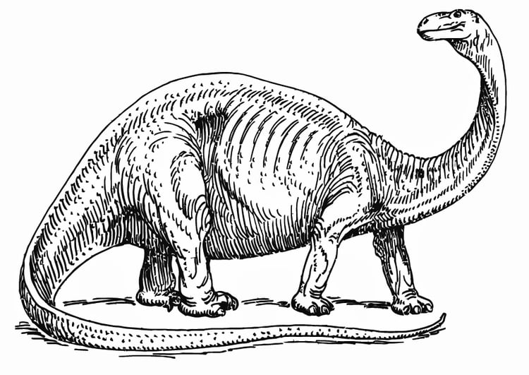 Dibujo para colorear  brontosaurio