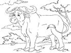 Dibujos para colorear búfalo