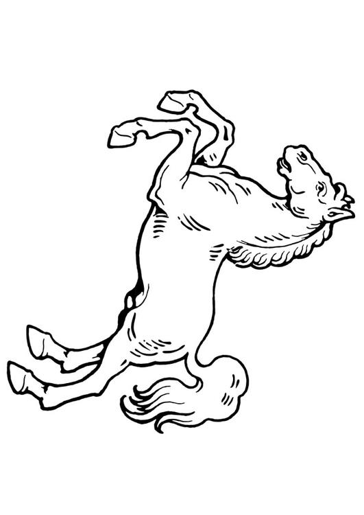 caballo