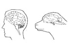 Dibujos para colorear cerebro de humano y cerebro de oveja
