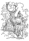 Dibujos para colorear ciervo y cierva