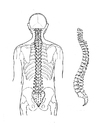 Dibujos para colorear Columna vertebral