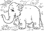 Dibujos para colorear elefante asiático