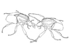 Dibujos para colorear Escarabajos luchando