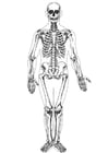 Dibujos para colorear Esqueleto humano