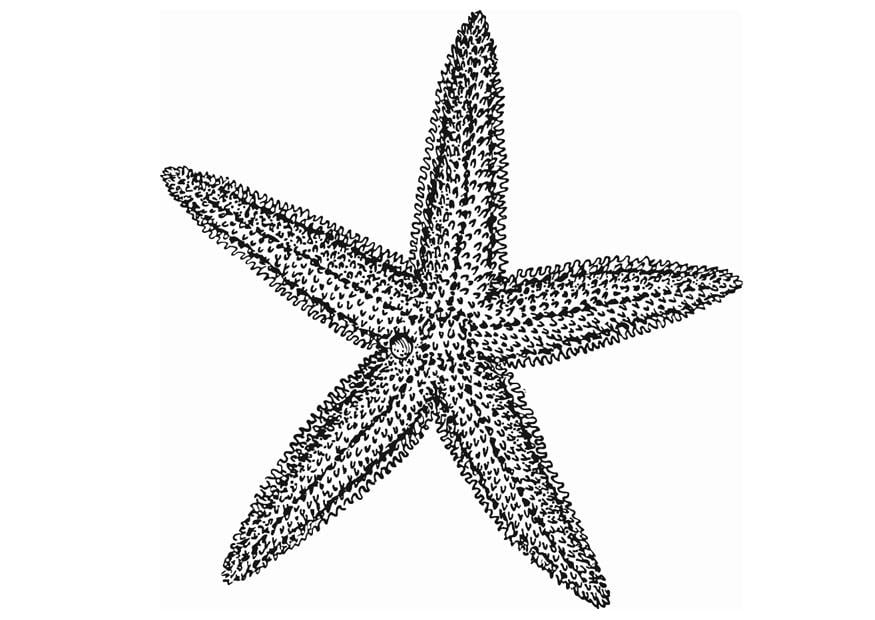 estrella de mar. colorear Estrella de mar