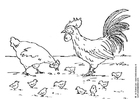 Gallina, gallo y polluelo