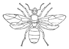 Dibujos para colorear hormiga reina