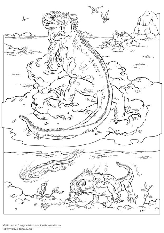 Dibujo para colorear Iguana