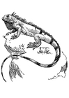 Dibujos para colorear iguana