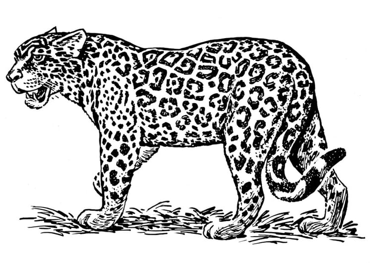 Dibujo para colorear jaguar