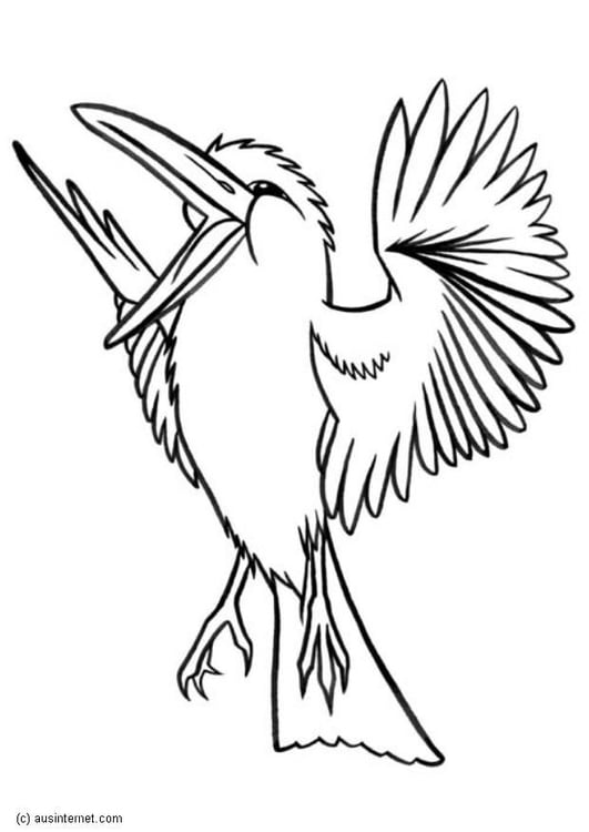 Dibujo para colorear Kookaburra