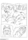 Dibujos para colorear Lobo