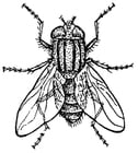 Dibujos para colorear mosca doméstica
