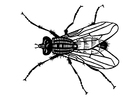 Dibujos para colorear mosca