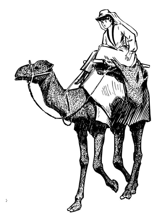 Dibujo para colorear mujer sobre camello
