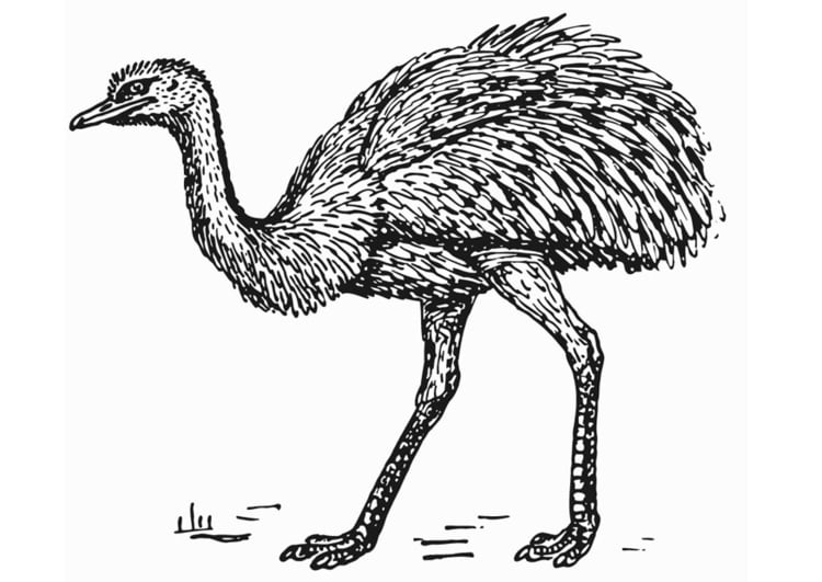 Dibujo para colorear Ã±andÃº - avestruz