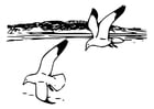 Dibujos para colorear pájaros - gaviota argéntea