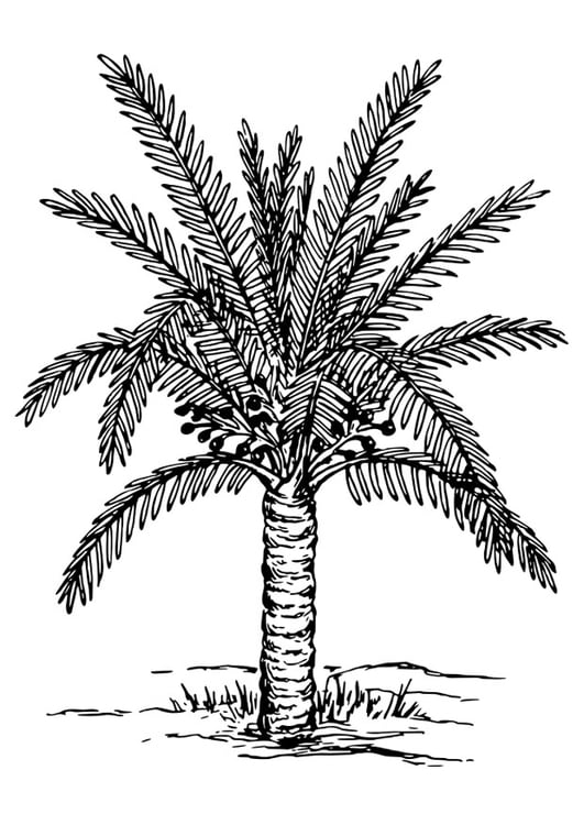 Dibujo para colorear palmera