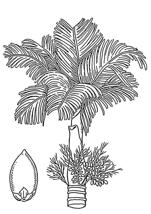 Dibujo para colorear palmera - palmera de betel con nuez de betel