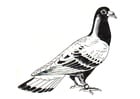 Dibujos para colorear paloma - paloma mensajera