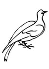 Dibujos para colorear paloma