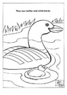 Dibujos para colorear Patos en parque natural