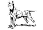 Dibujos para colorear perro - bull terrier