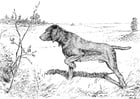 Dibujos para colorear Perro de caza