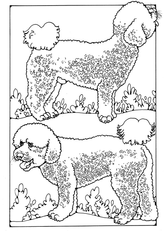 Dibujo para colorear perro de lanas