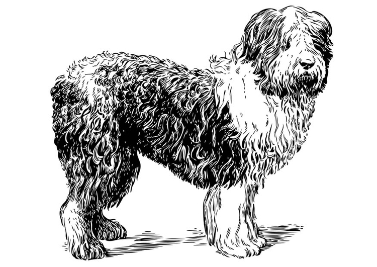 Dibujo para colorear perro - pastor polaco
