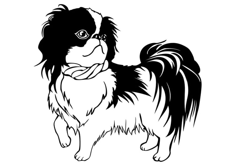 Dibujo para colorear perro- Shih Tzu