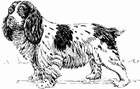 Dibujos para colorear Perro - Spaniel