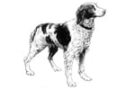 Dibujos para colorear perro - spaniel