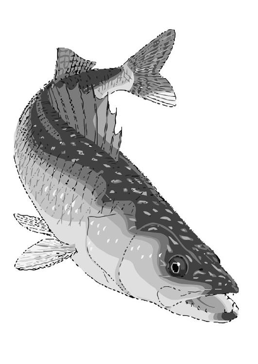 walleye coloring pages - photo #36