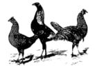 Dibujos para colorear pollos