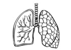 Dibujos para colorear Pulmones