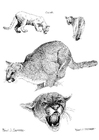 Dibujos para colorear Puma