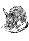 Dibujos para colorear rata - bandicoot