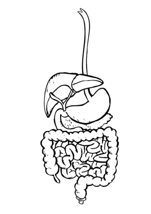 Dibujo para colorear Sistema digestivo