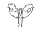 Interior cuerpo humano femenino reproductor