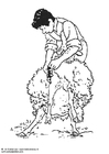 Dibujos para colorear Trasquilar ovejas