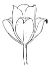 Dibujos para colorear Tulipán